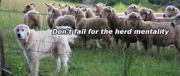 A herd-dog and a herd of sheep