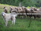 A herd-dog and a herd of sheep