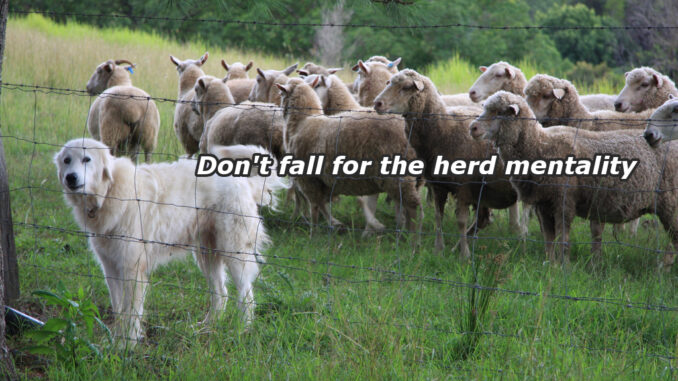 A herd-dog and a herd of sheep